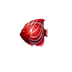 Crimson Heart Discus